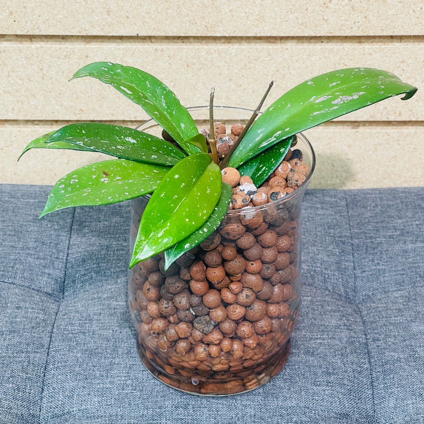 Hoya Pubicalyx Super Splash Stout Vase, Pre-Planted