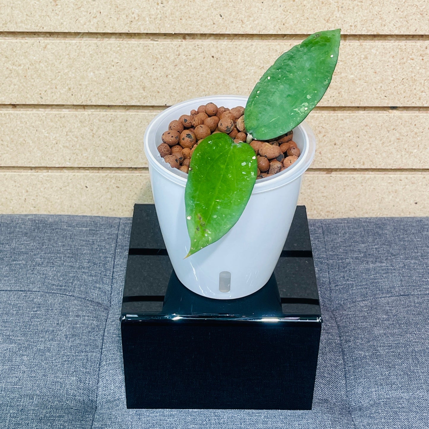 Hoya Pottsii, Pre-Planted