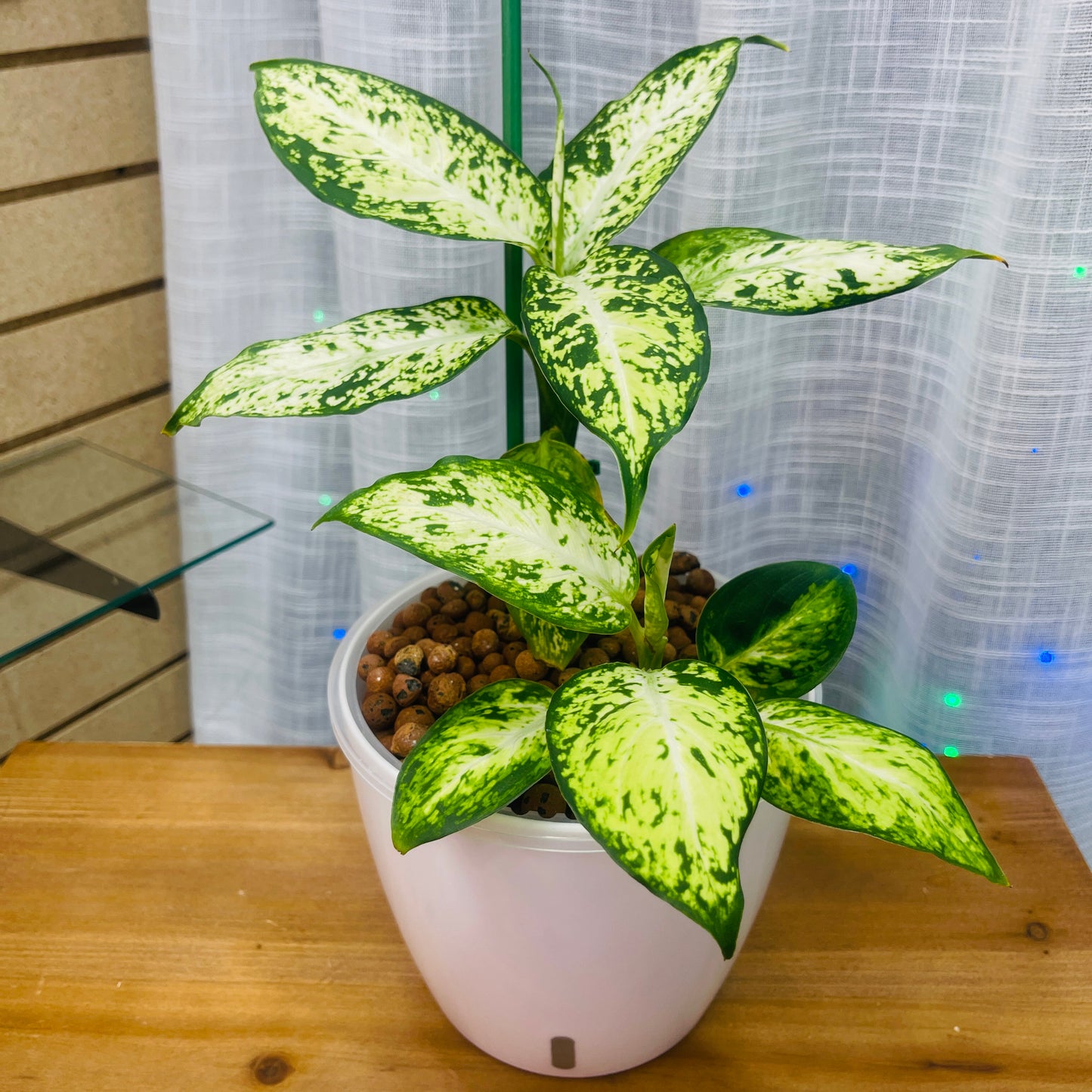 Aglaonema Snow White 7 Inch, Pre-Planted