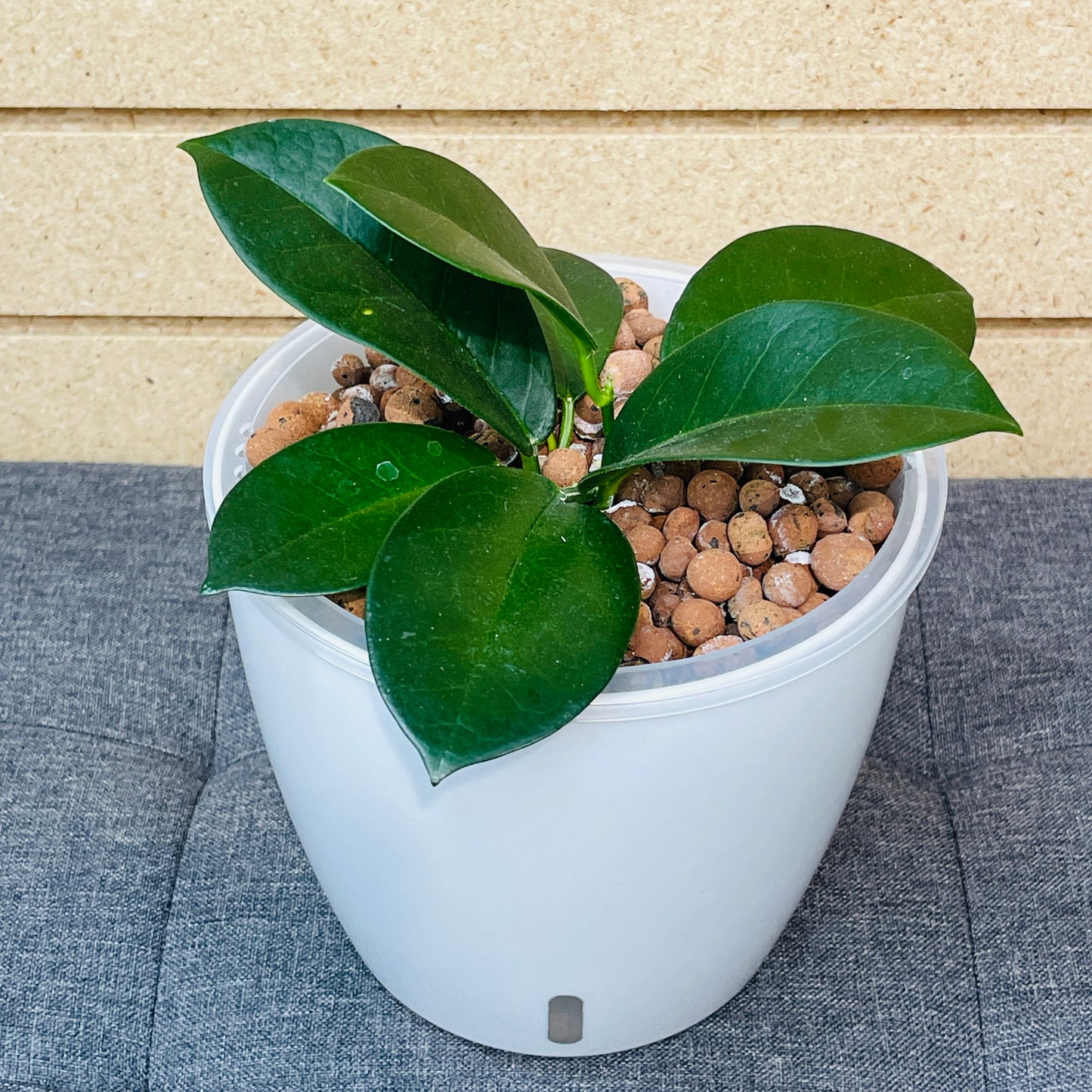 Hoya Skinneriana, “Dee’s Big One” 7 Inch, Pre-Planted