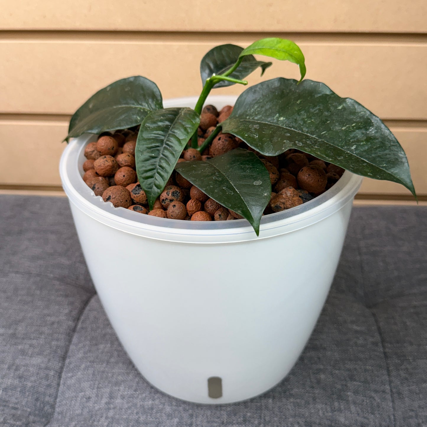 Hoya Multiflora, Shooting Star 7 Inch, Pre-Planted