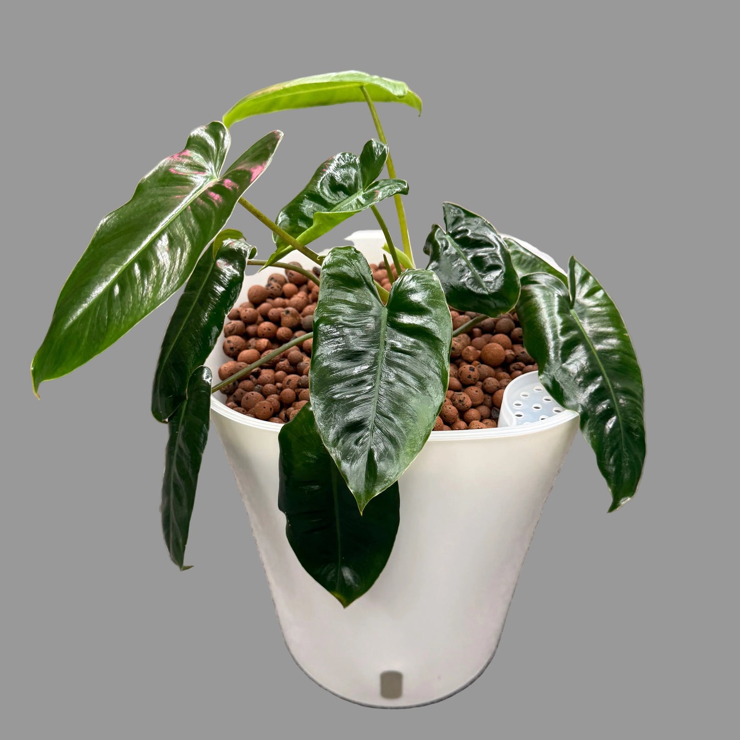 Philodendron Burle Marx 10 Inch, Pre-Planted