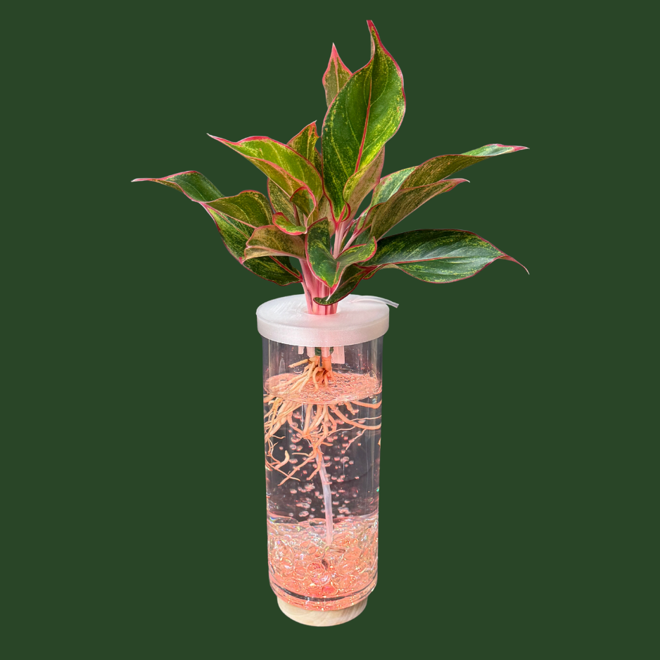 Aquaponic Vase