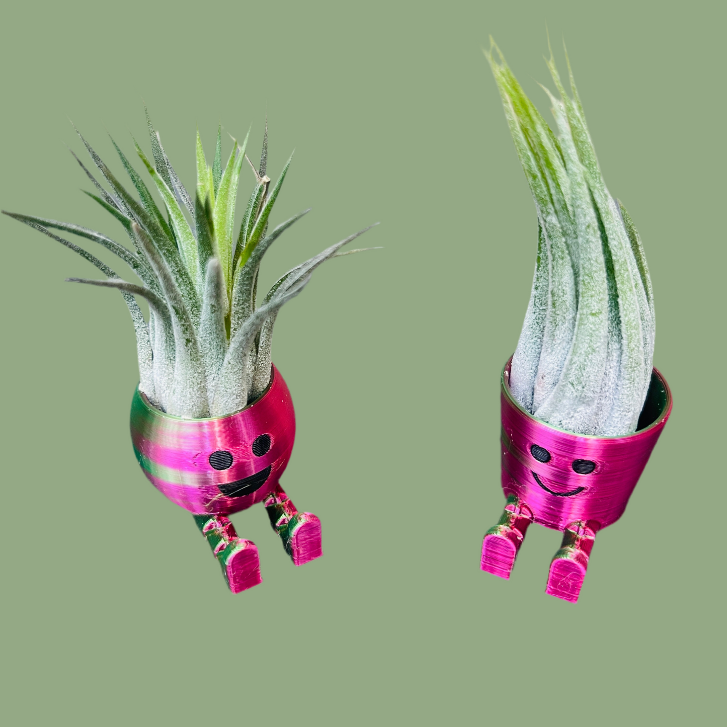 Air Plant & Table Top Pot - Mini Airhead