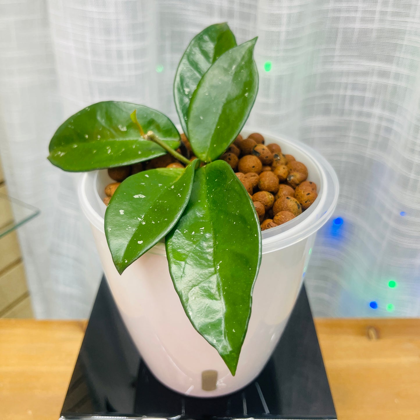 Hoya Fungii Splash, Pre-Planted