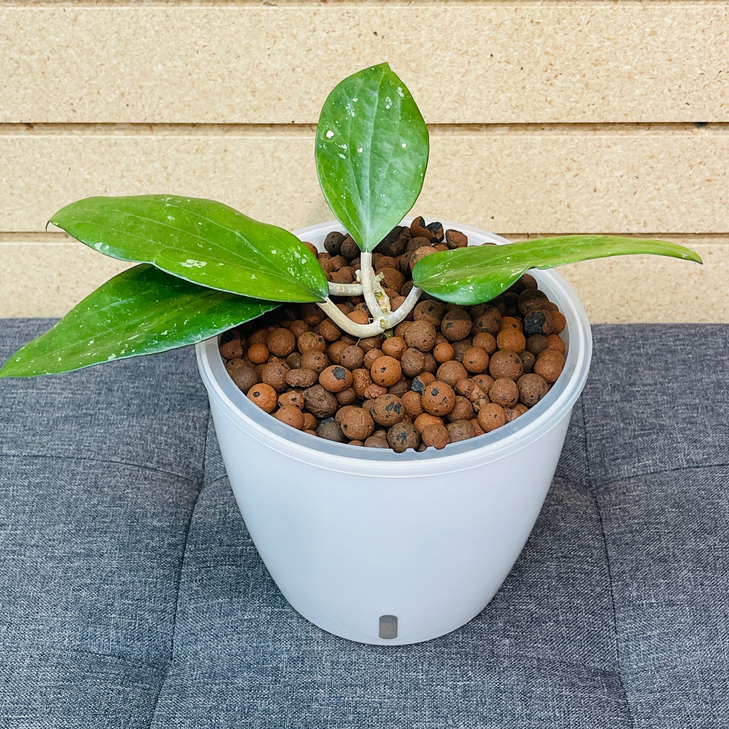 Hoya Pottsii 7 Inch, Pre-Planted