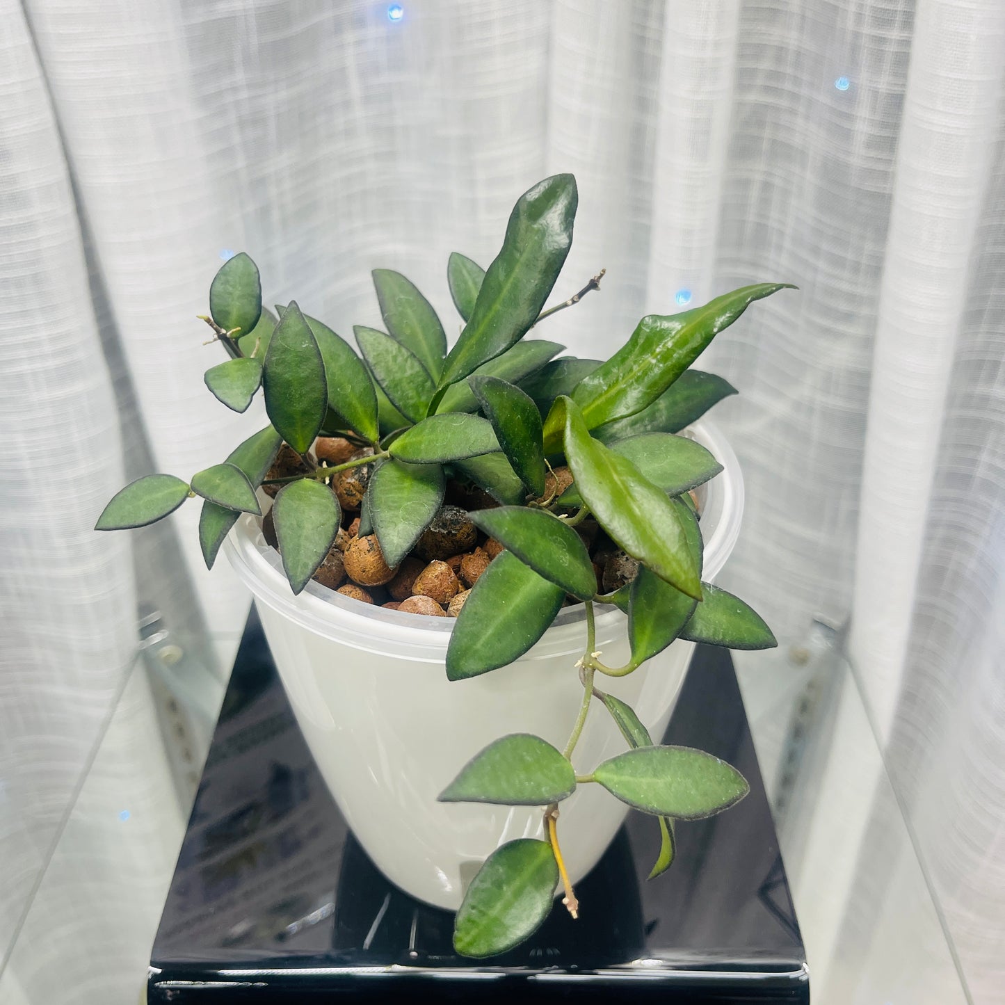 Hoya Rosita, Pre-Planted
