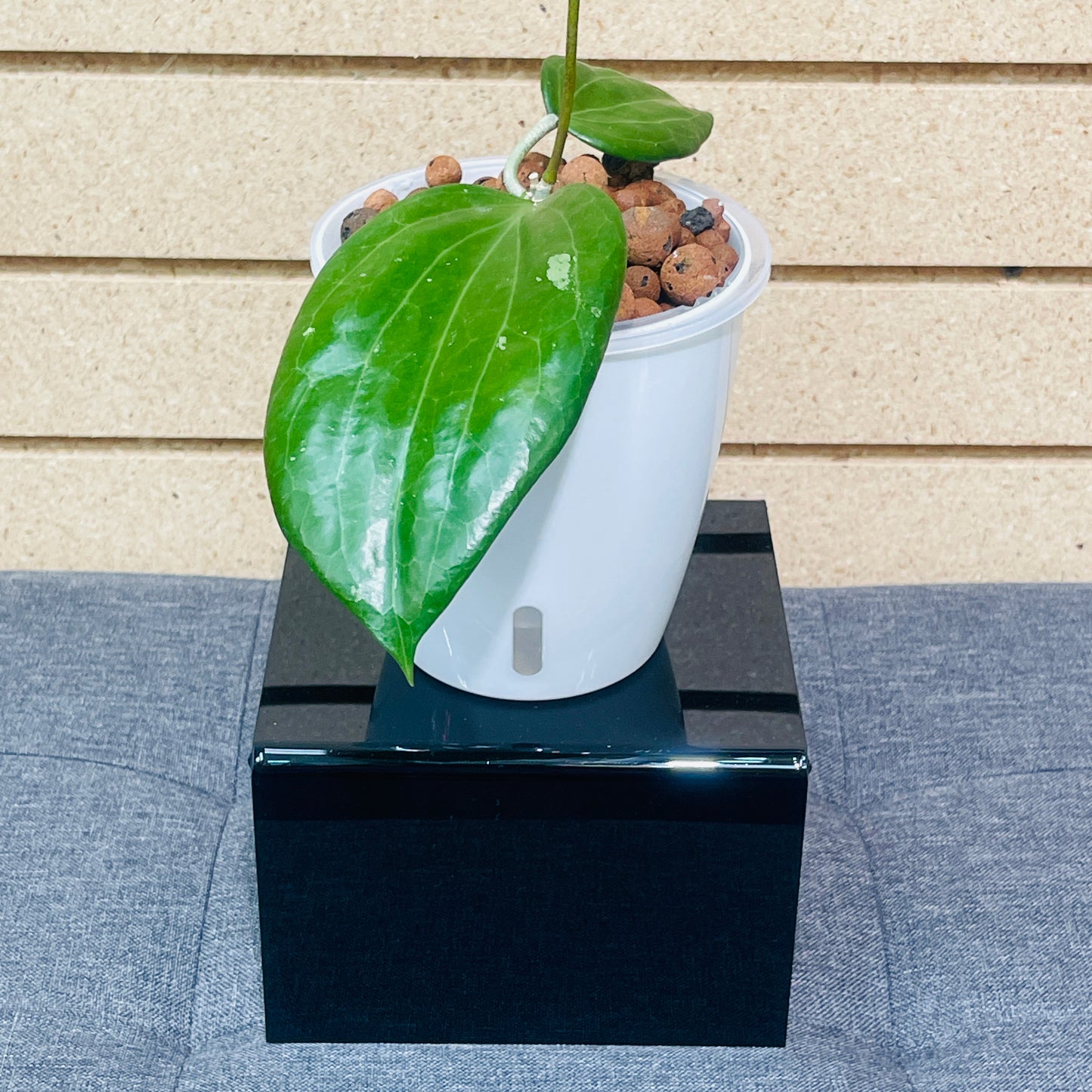 Hoya Latifolia Sarawak, Pre-Planted