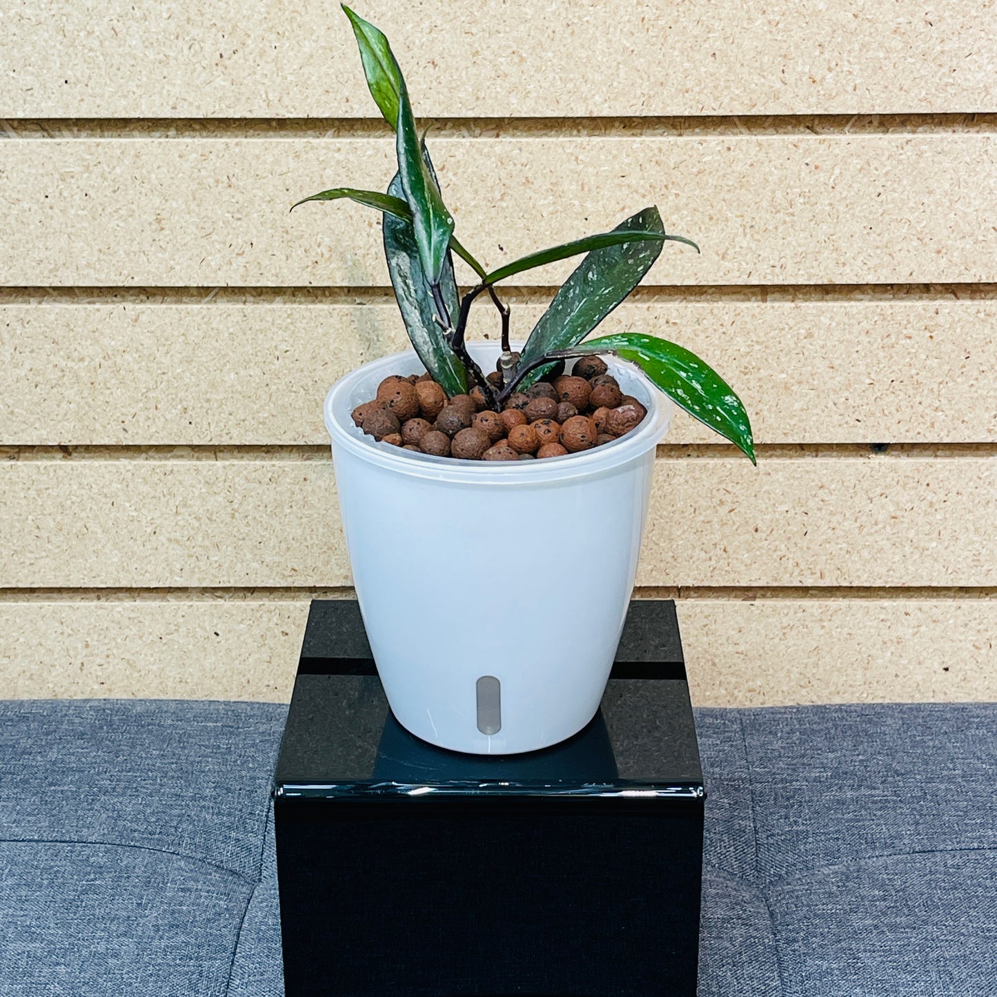 Hoya Pubicalyx Black Dragon, Pre-Planted