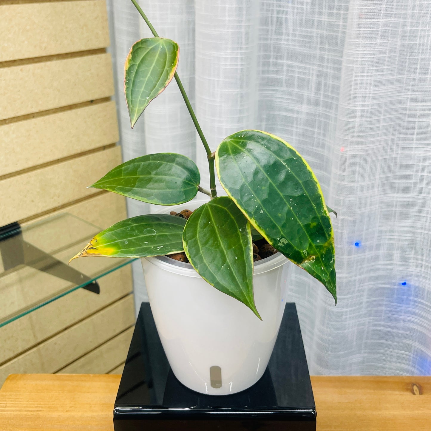 Hoya Macrophylla Variegated, Pre-Planted