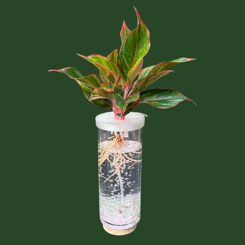 Aquaponic Vase
