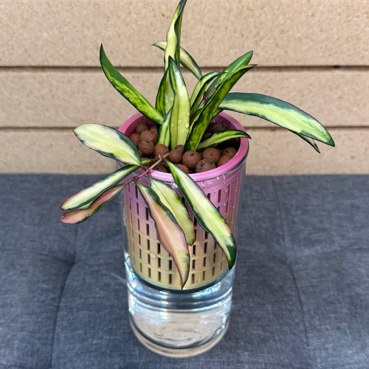 Hoya Wayetii 'Tricolor' Self-Watering Vase, Pre-Planted