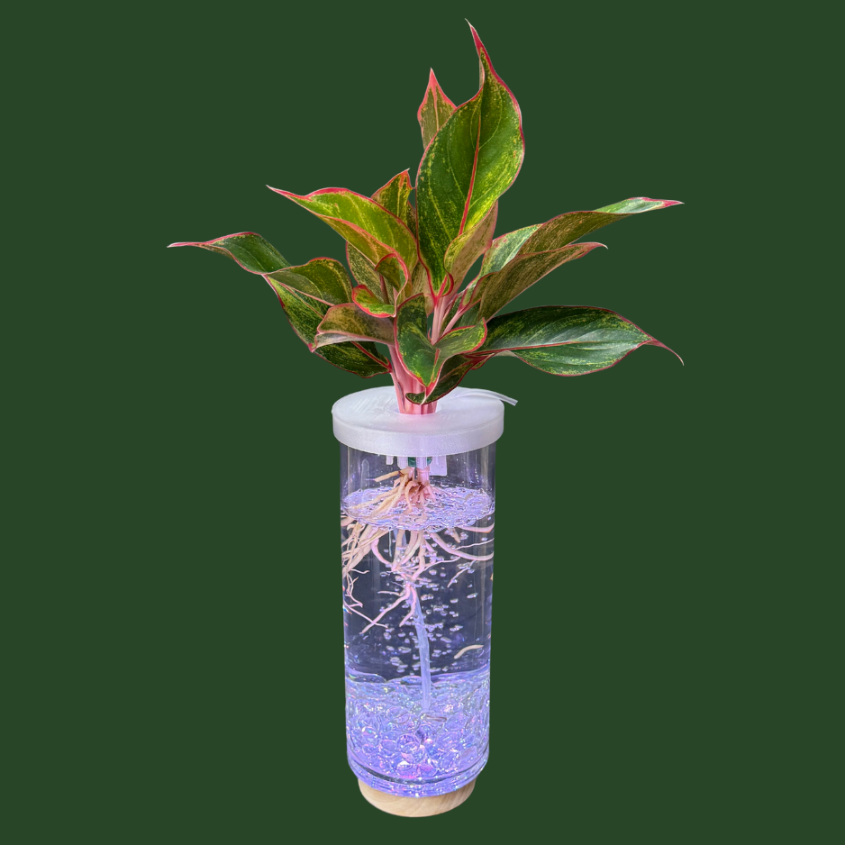 Aquaponic Vase