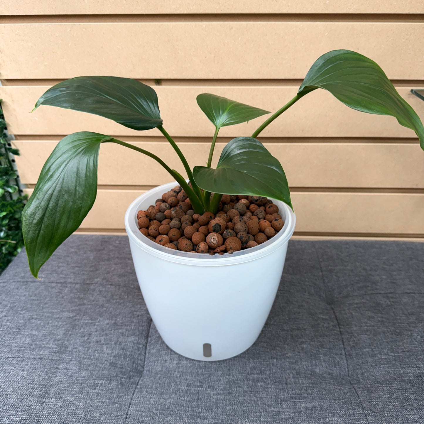 Philodendron Emerald Green 7 Inch, Pre-Planted