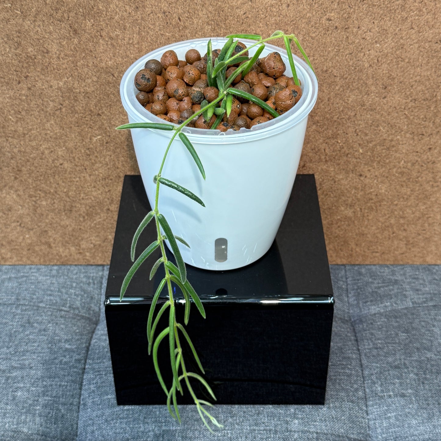 Hoya Linearis, Pre-Planted