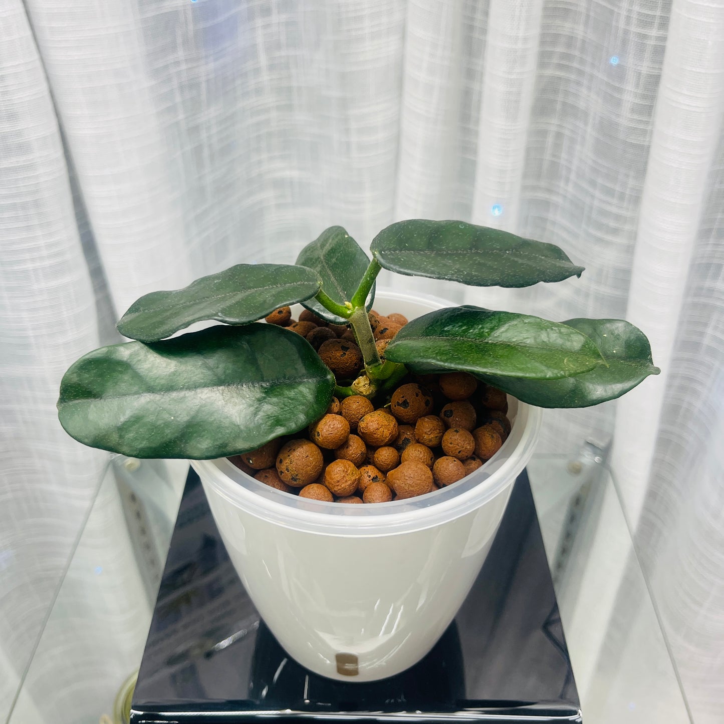Hoya Globulosa, Pre-Planted