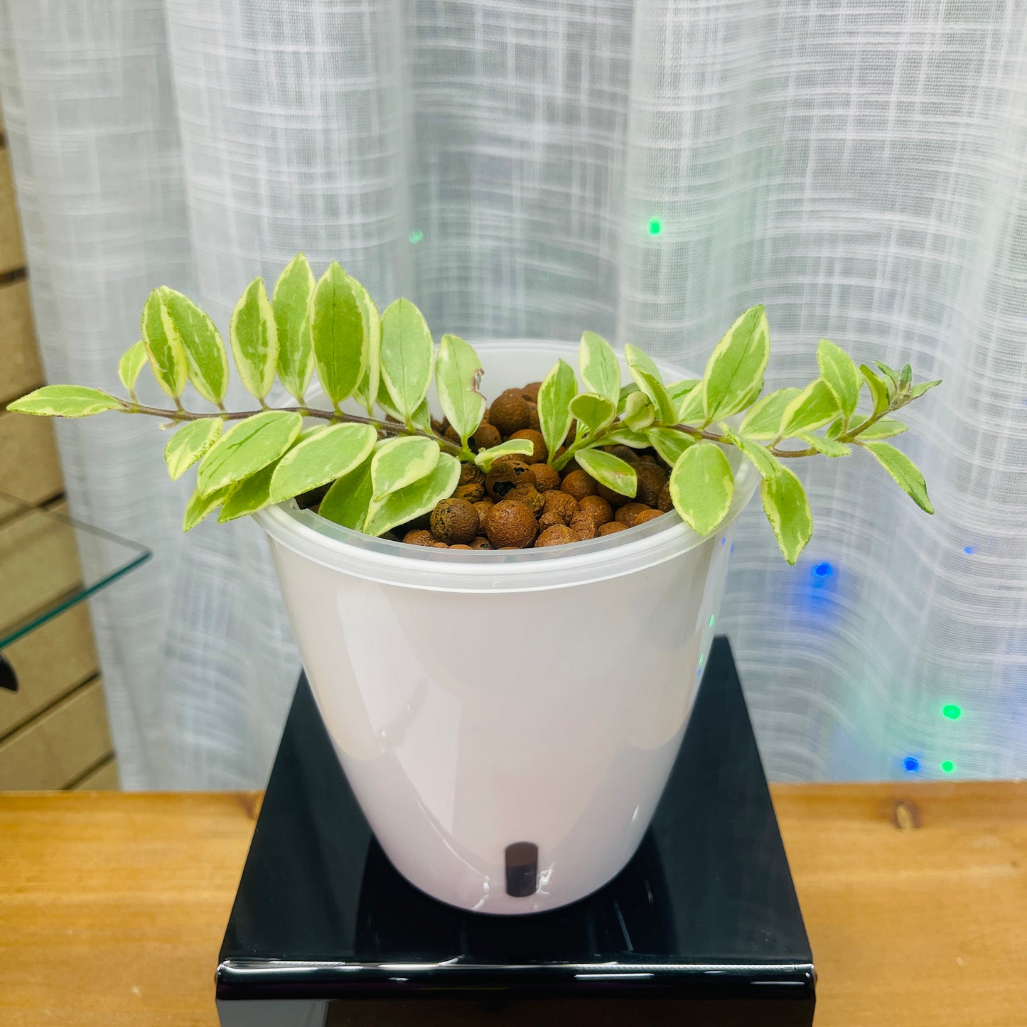 Lipstick Bolero Bicolore, Pre-Planted
