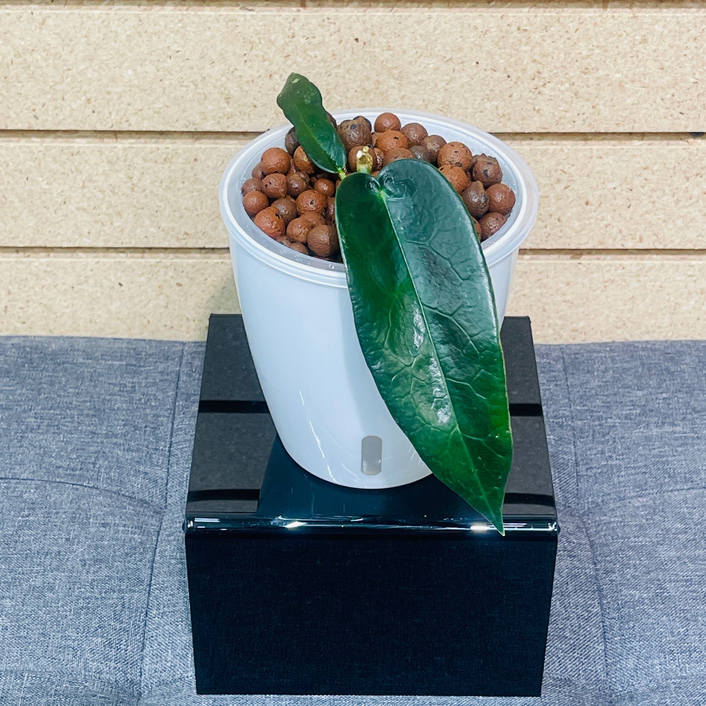 Hoya Archboldiana, Pre-Planted