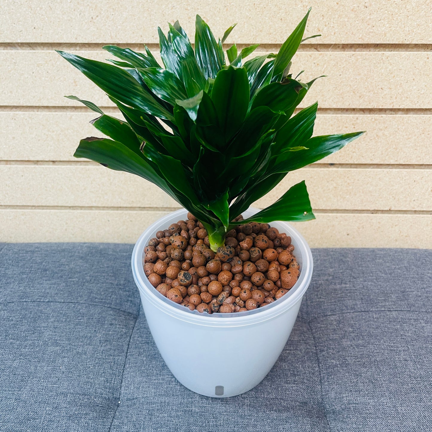 Dracaena Janet Craig 7 Inch, Pre-Planted