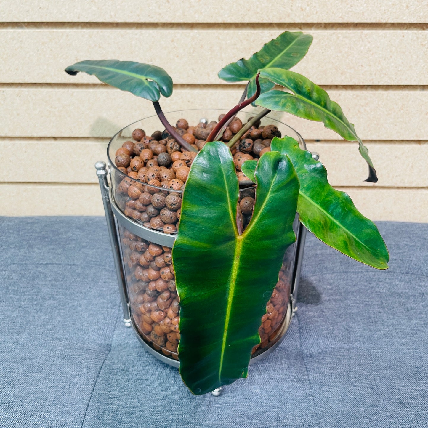 Philodendron Billietiae x Atabapoense Silver Drum Vase, Pre-Planted