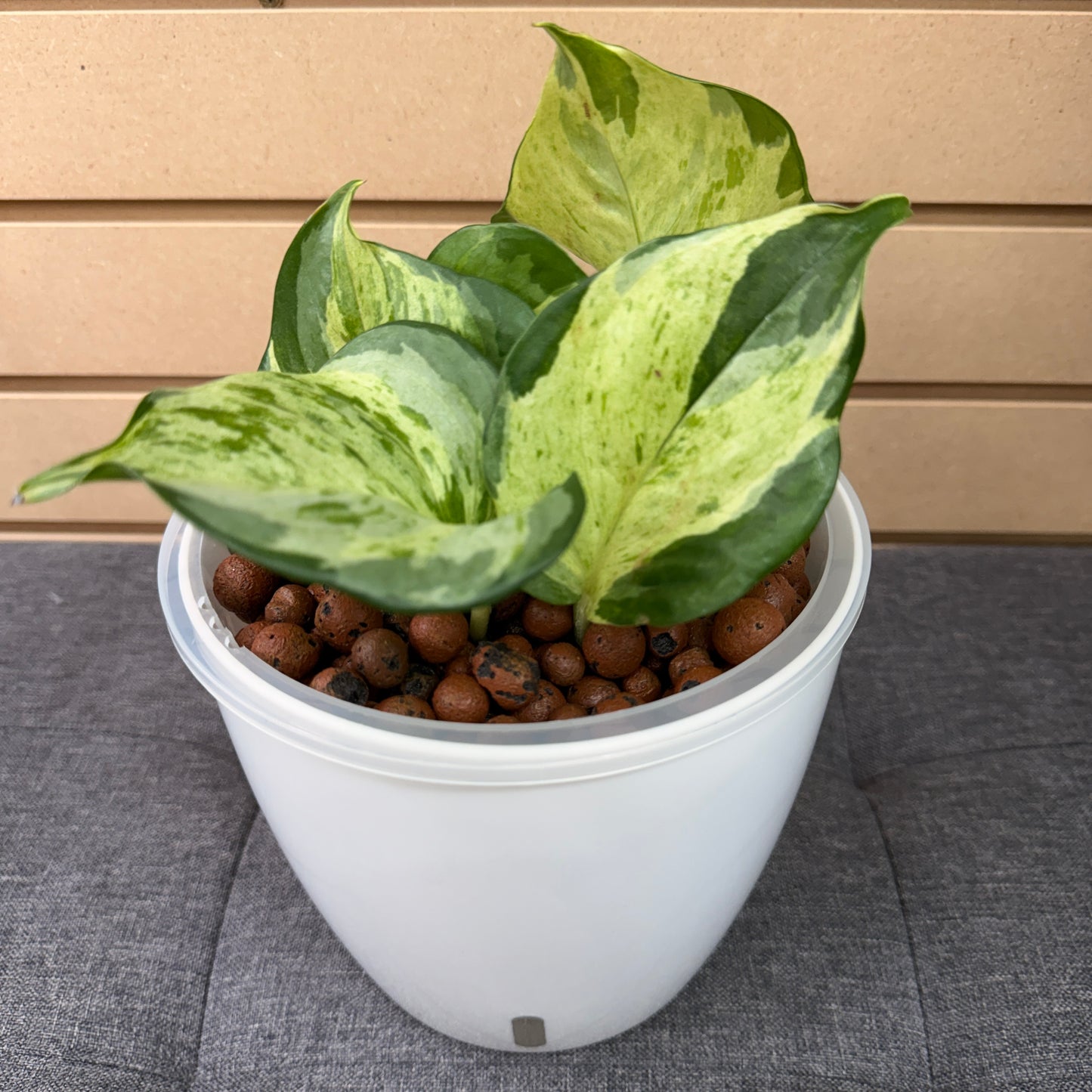 Pothos Manjula 7 Inch, Pre-Planted