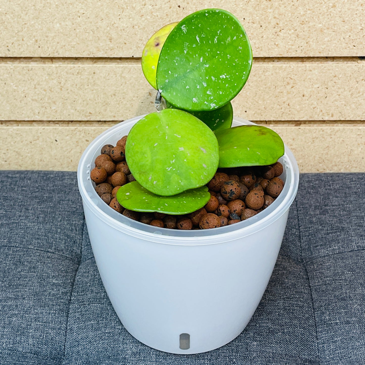 Hoya Obovata Splash 7 Inch, Pre-Planted