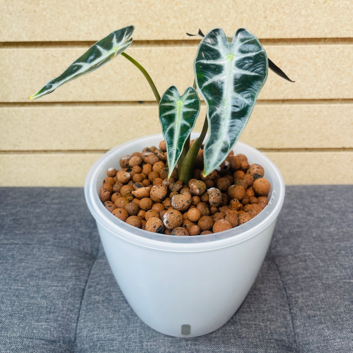 Alocasia Bambino 7 Inch, Pre-Planted