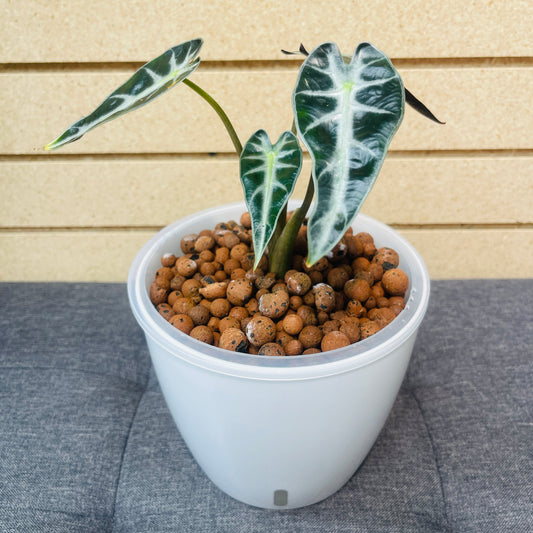 Alocasia Bambino 7 Inch, Pre-Planted