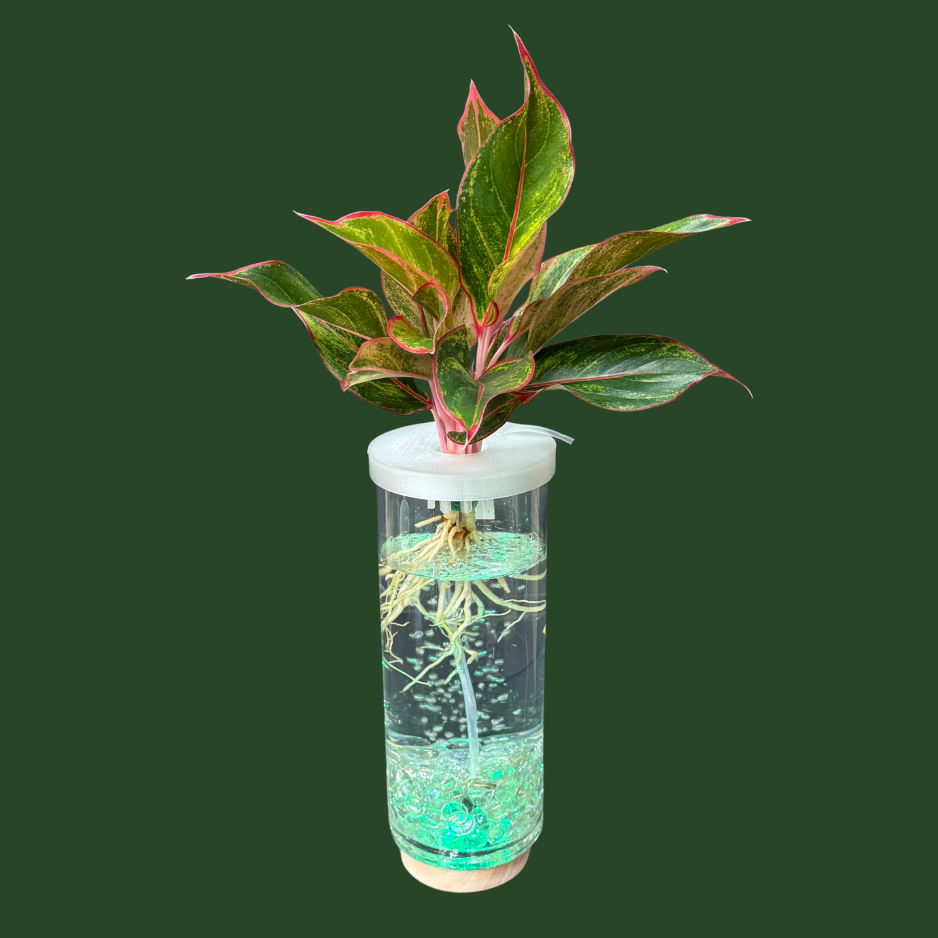 Aquaponic Vase