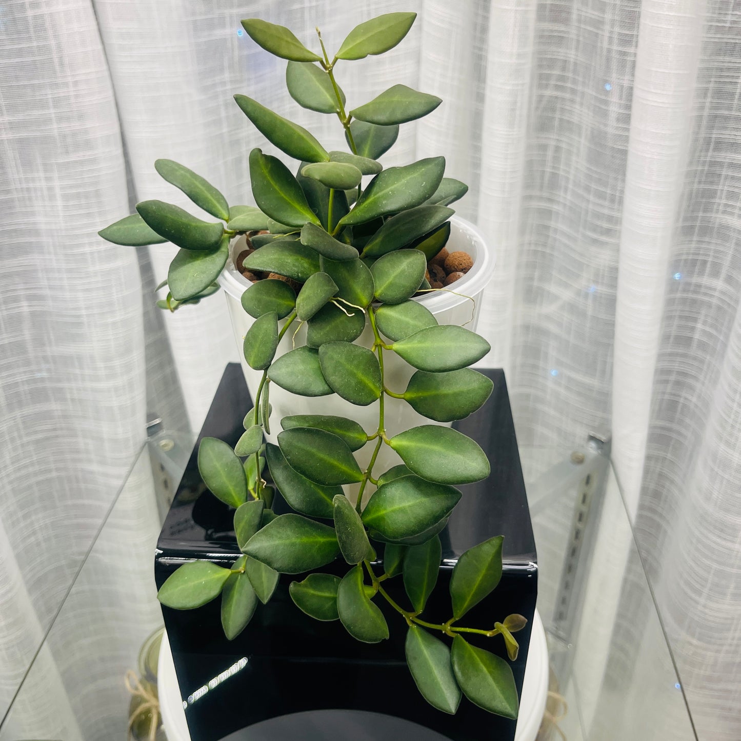 Hoya Burtoniae (Wayetii x Tsangii), Pre-Planted