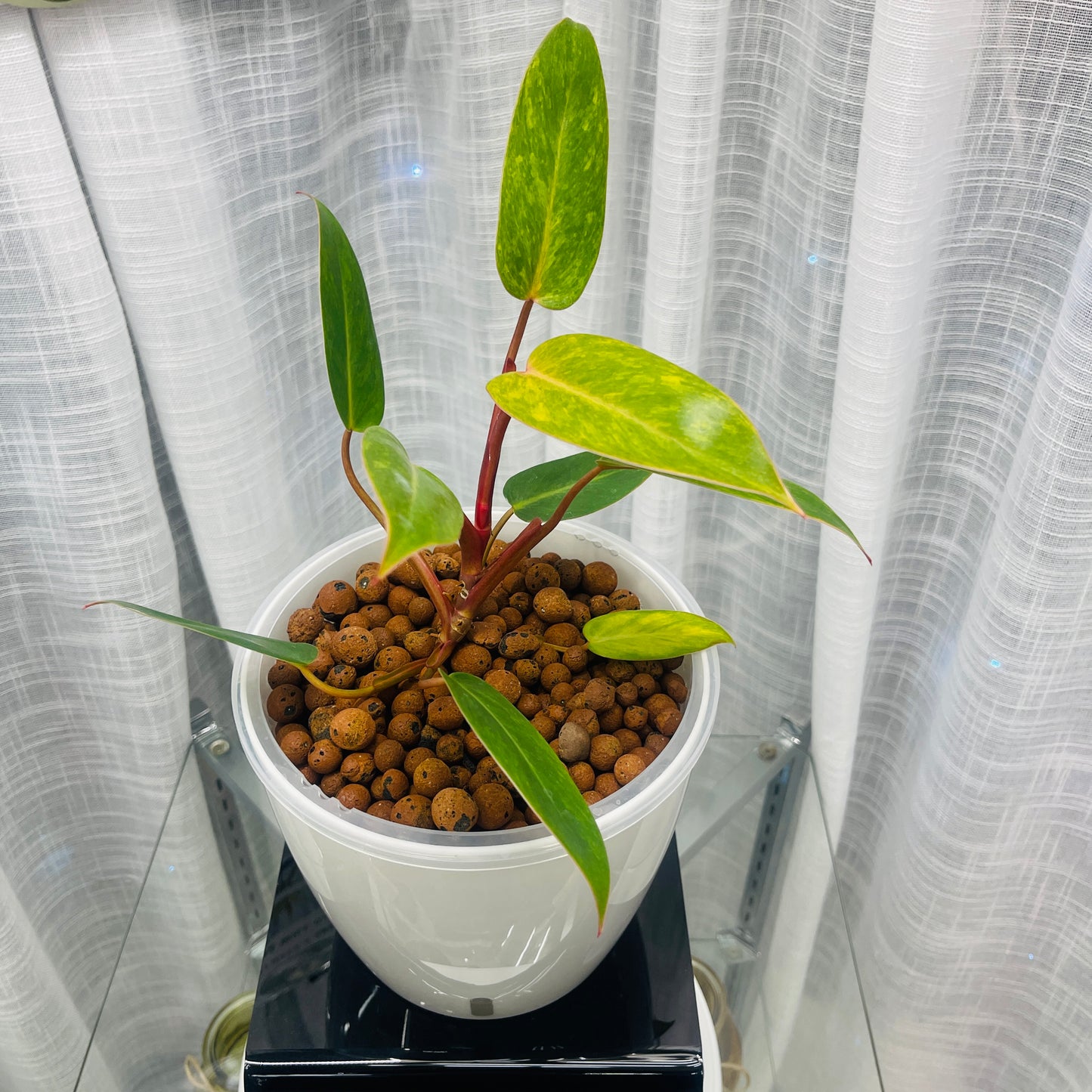 Philodendron Painted Lady 7 Inch, Pre-Planted