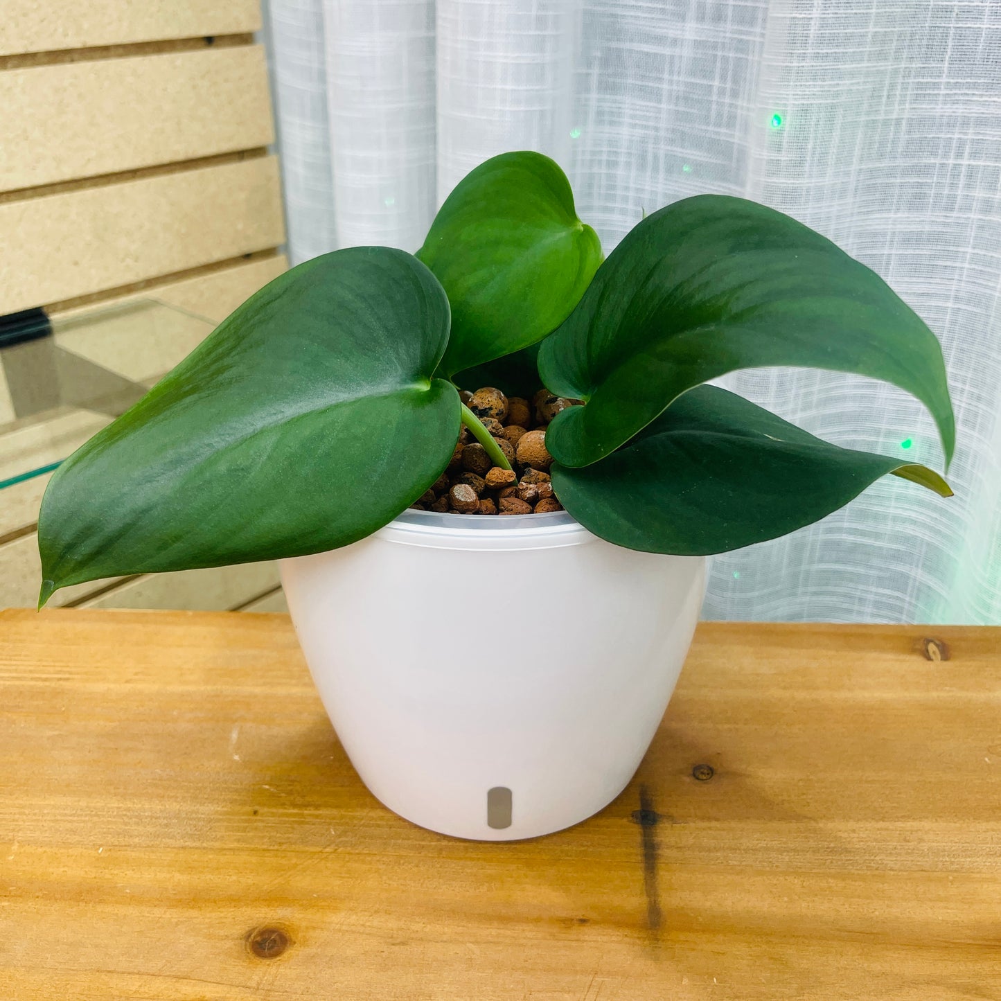 Scindapsus Jade Satin Dark Form 7 Inch, Pre-Planted