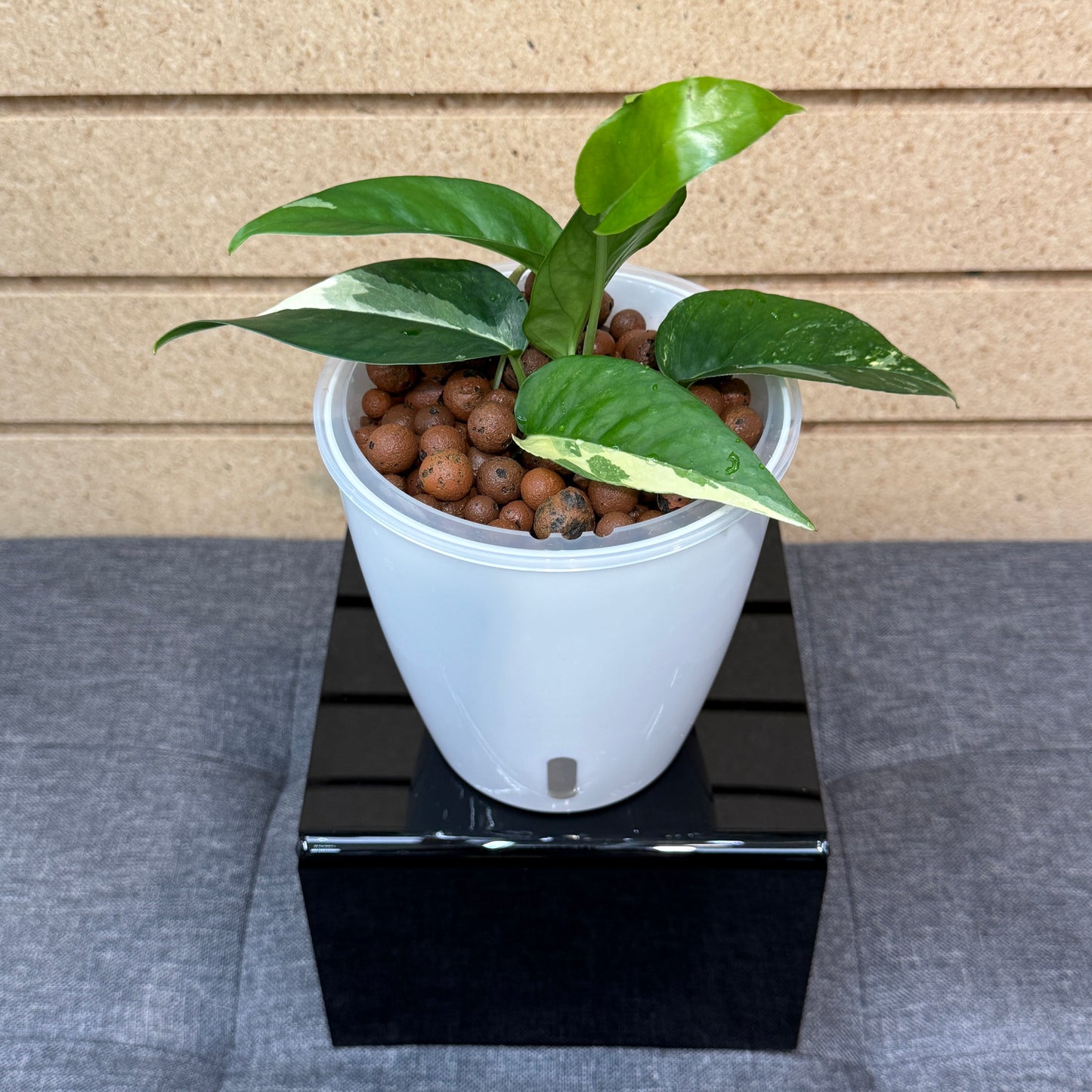 Epipremnum Albo, Pre-Planted