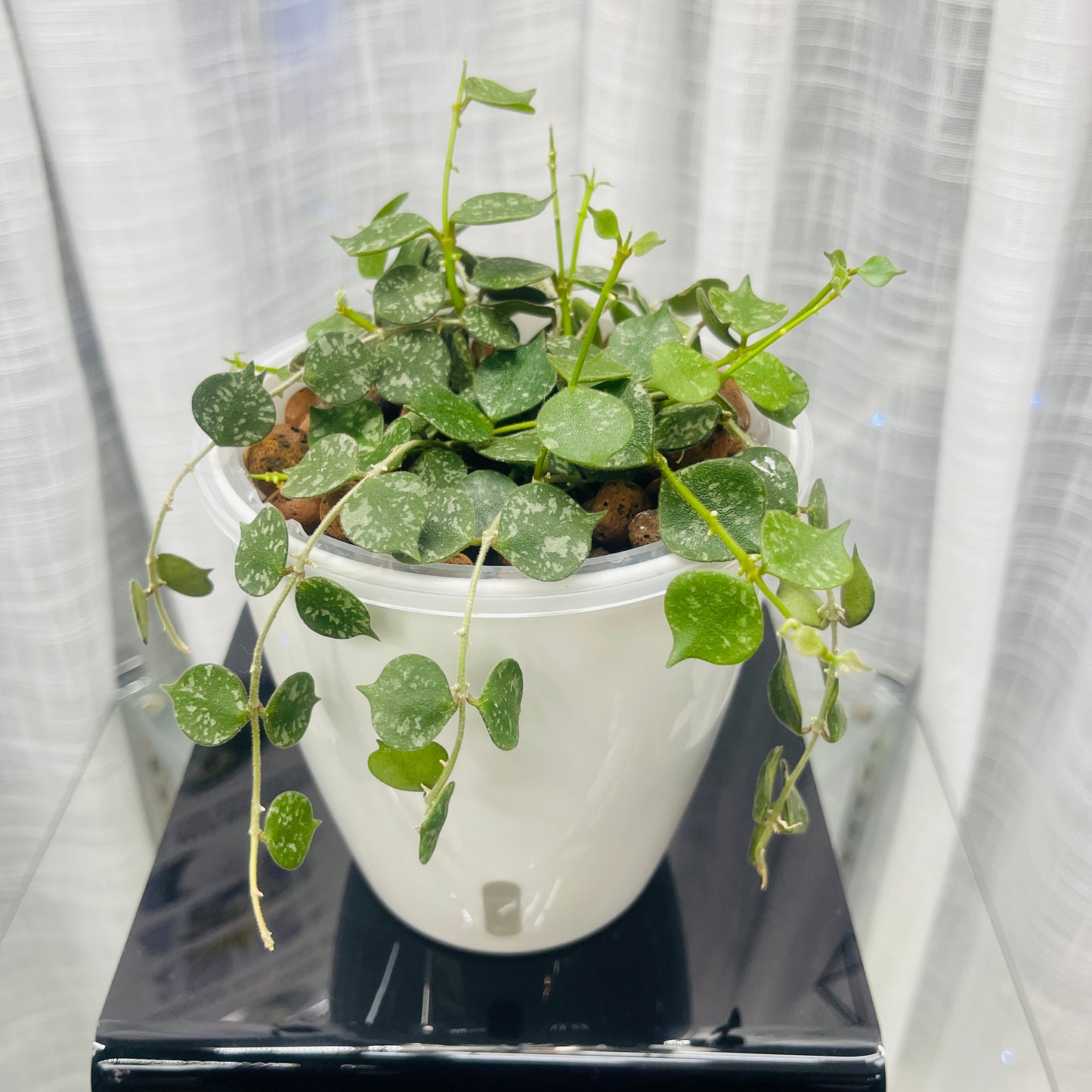 Hoya Curtisii, Pre-Planted