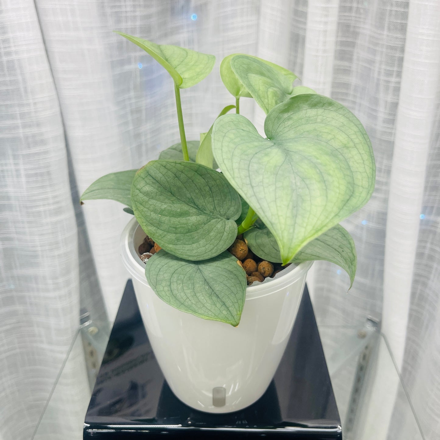 Scindapsus Lucens Scindapsus Pictus, Pre-Planted