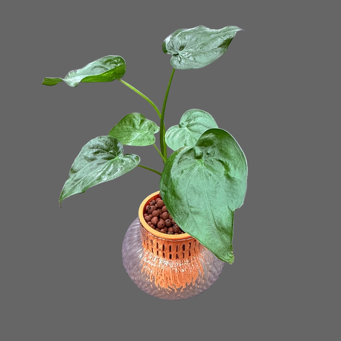 Alocasia Tiny Dancers Self-Watering Vase, Pre-Planted