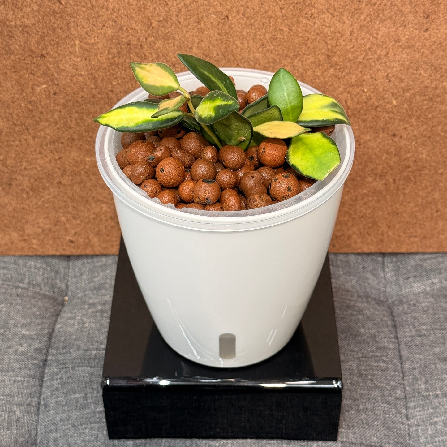 Hoya Burtoniae Variegata, Pre-Planted