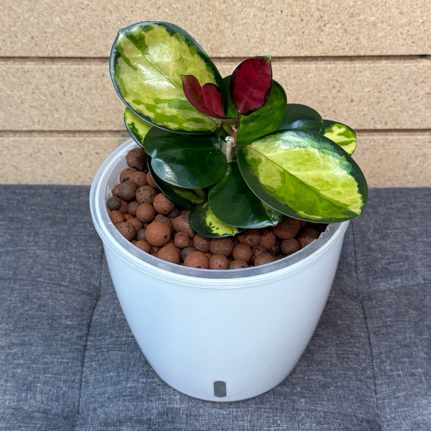 Hoya Australis Lisa 7 Inch, Pre-Planted