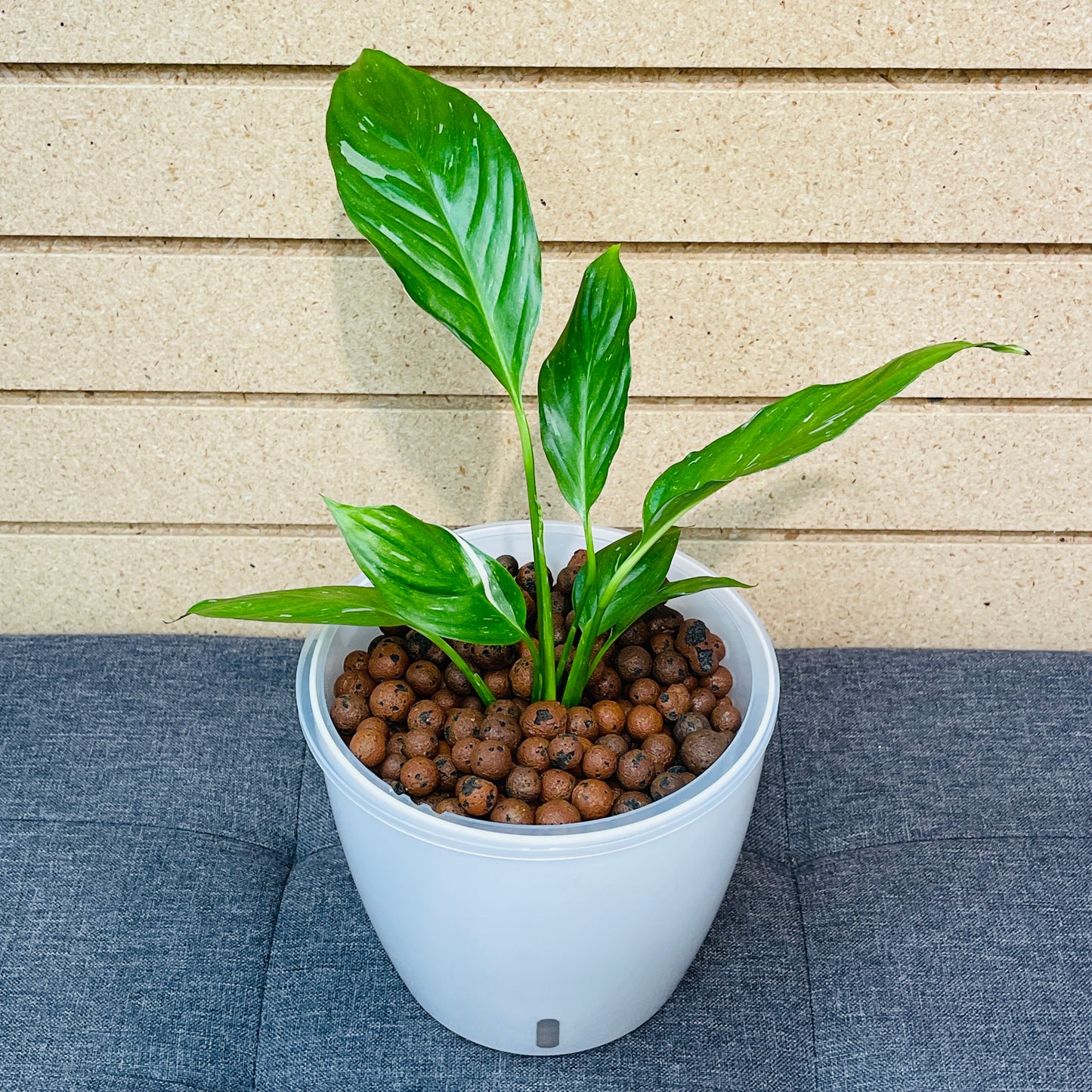 Peace Lily Variegata 7 Inch, Pre-Planted