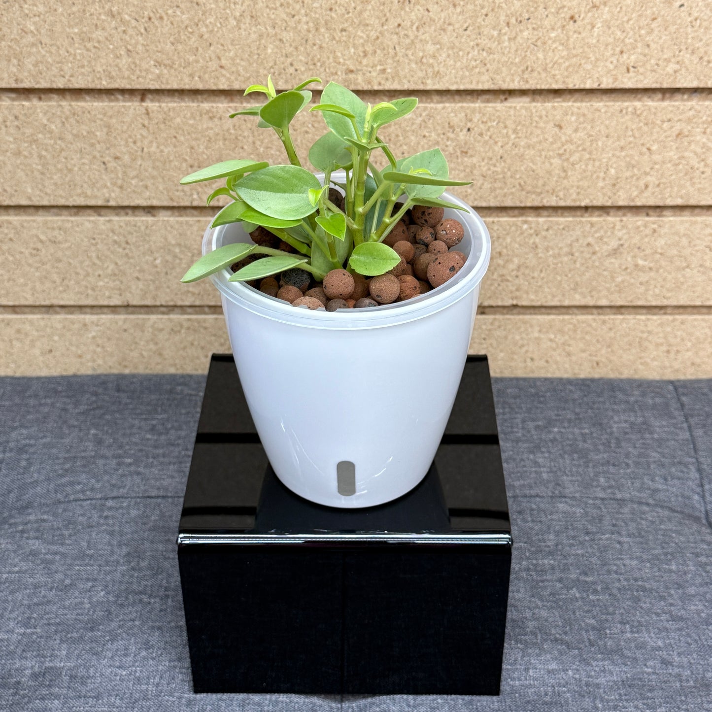 Peperomia Orba Pixie Lime, Pre-Planted