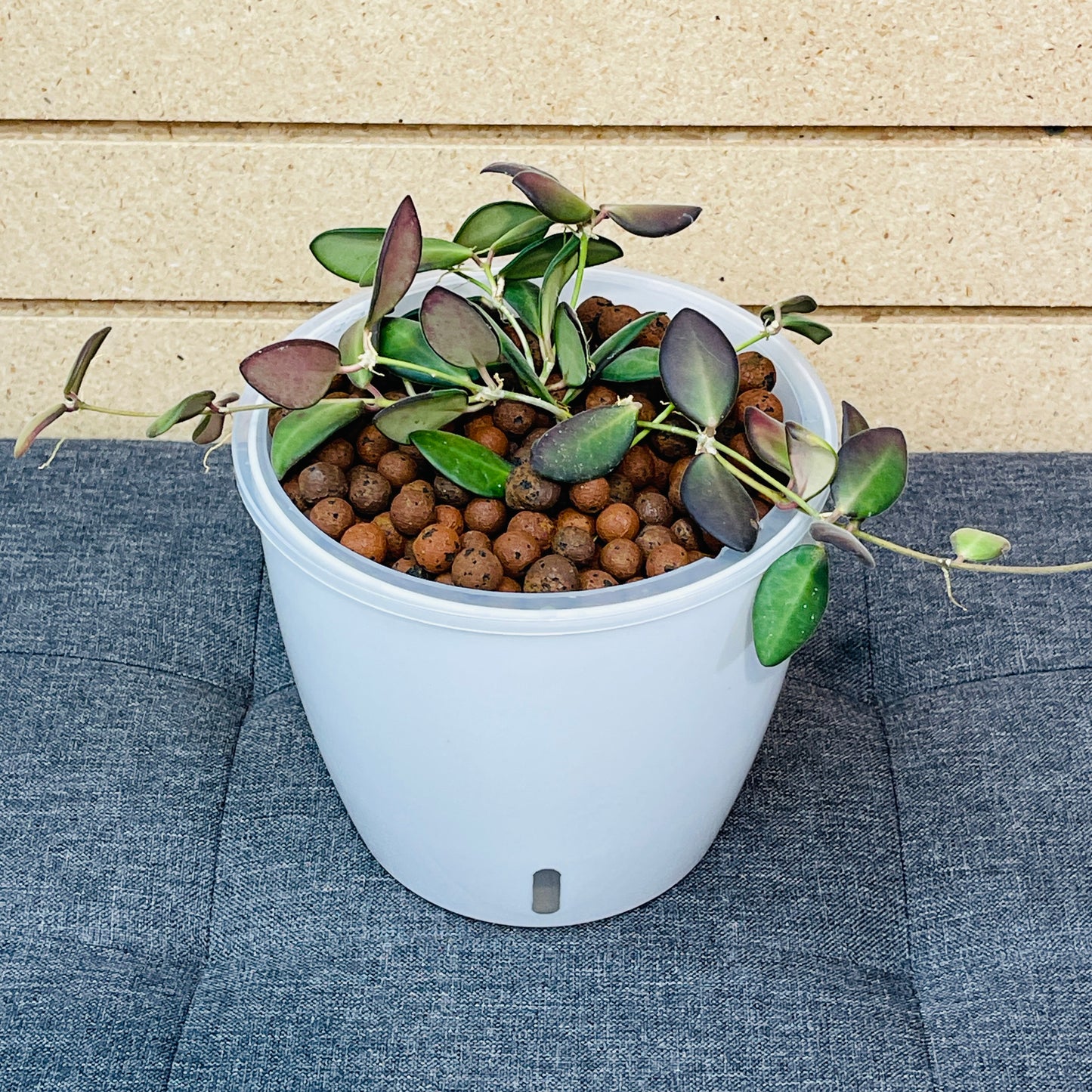 Hoya Burtoniae (Wayetii x Tsangii) 7 Inch, Pre-Planted