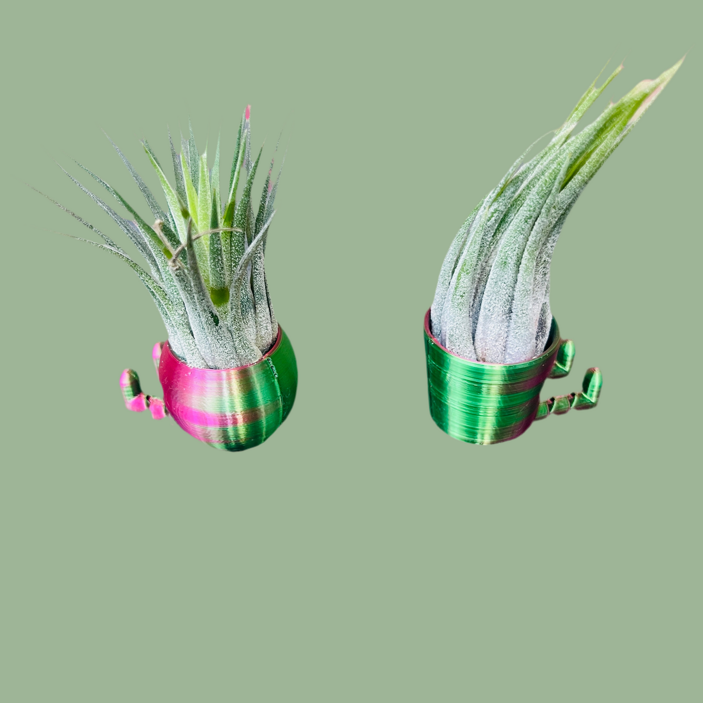 Air Plant & Table Top Pot - Mini Airhead