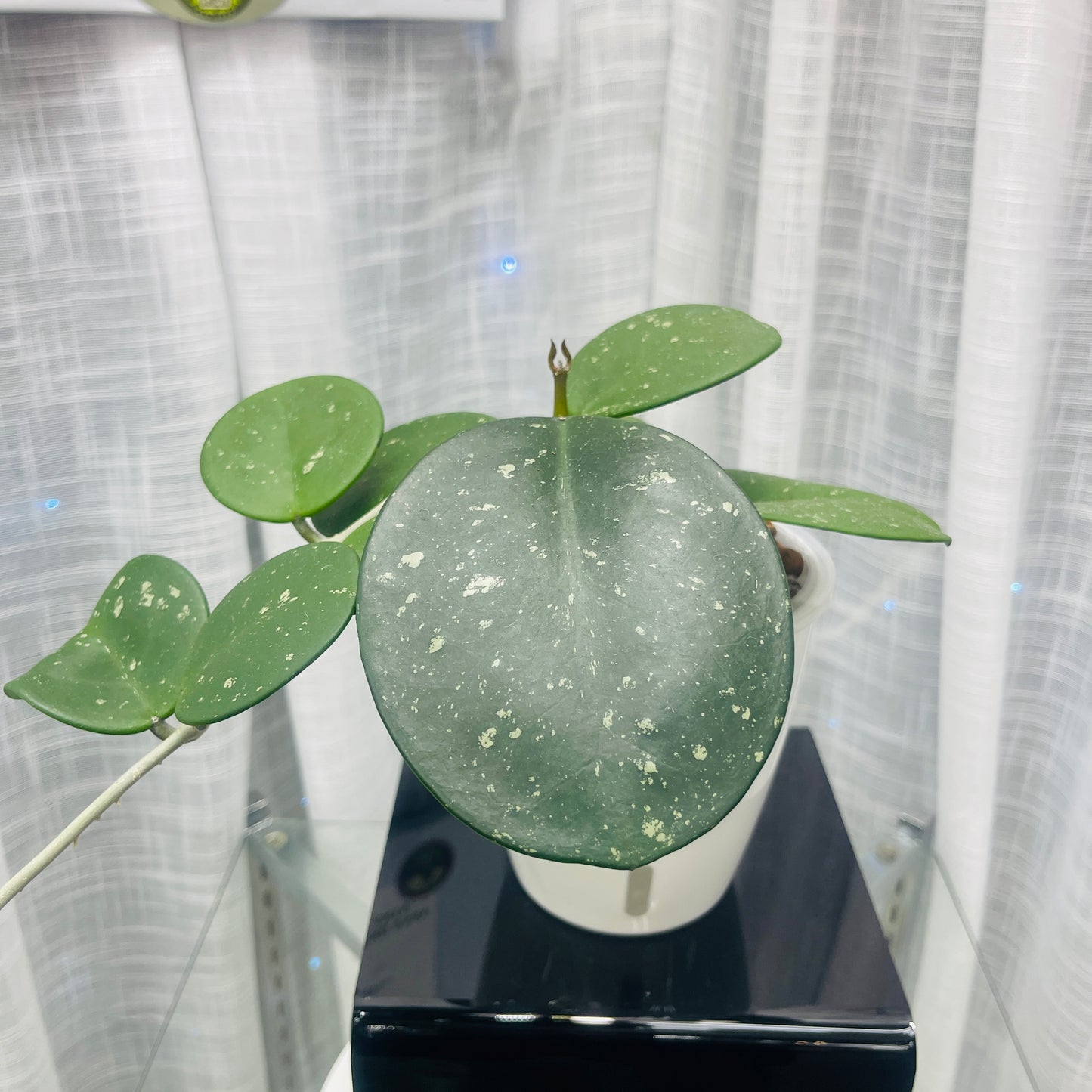 Hoya Obovata Splash, Pre-Planted