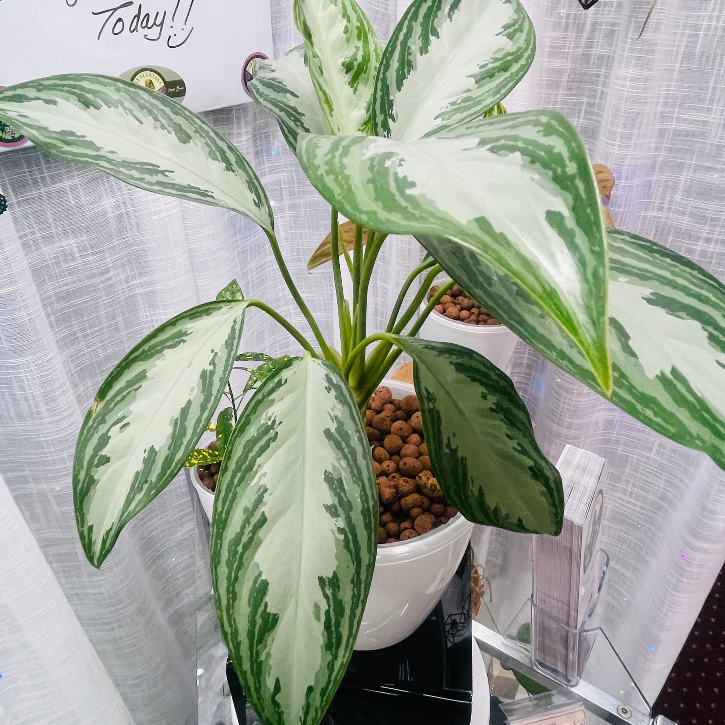Aglaonema Silver Bay 7 Inch, Pre-Planted