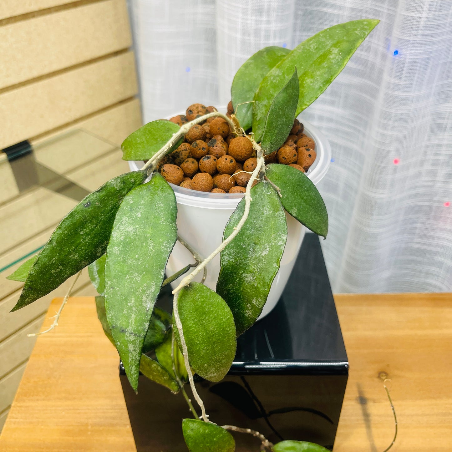 Hoya Caudata Sumatra Silver, Pre-Planted