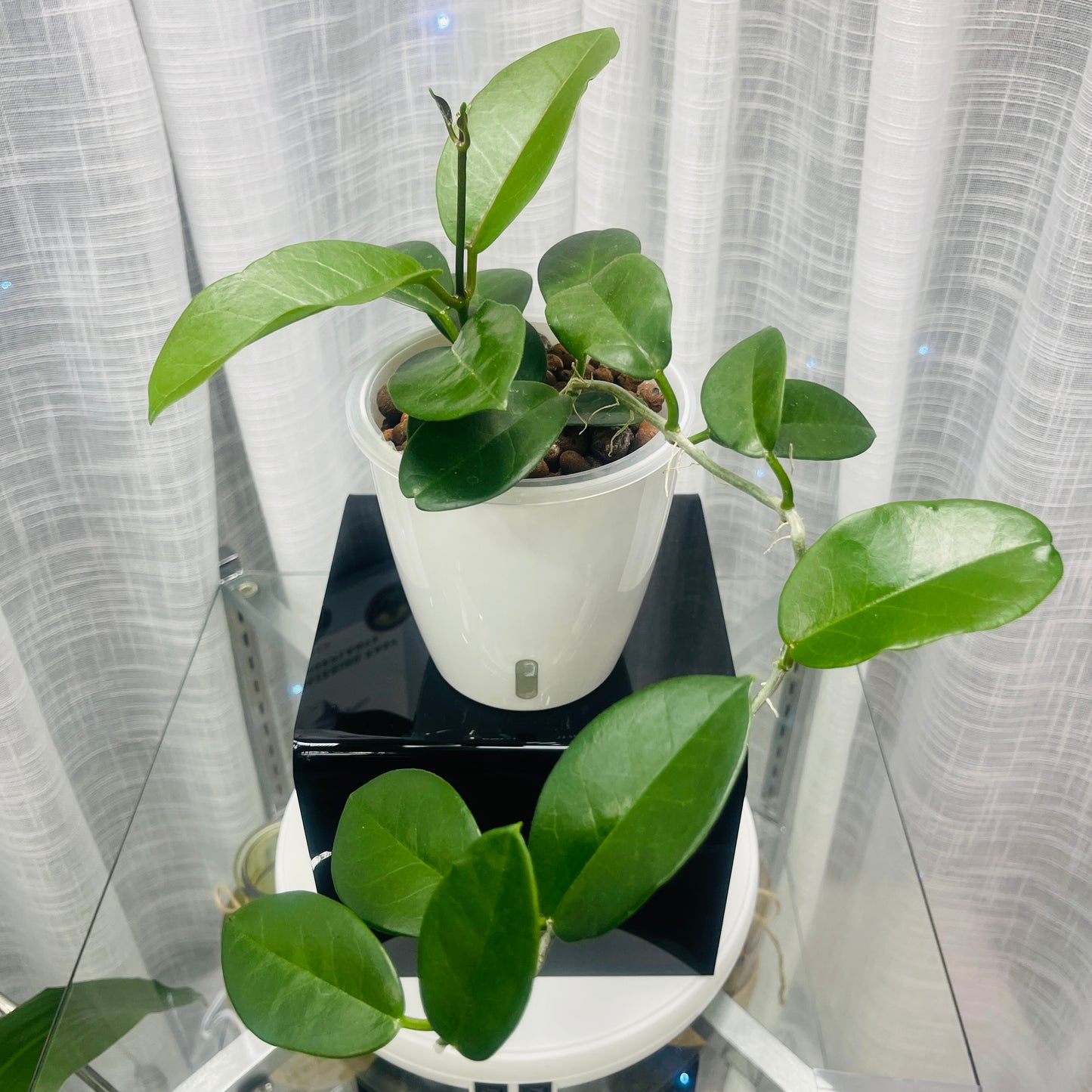 Hoya Skinneriana, “Dee’s Big One” , Pre-Planted