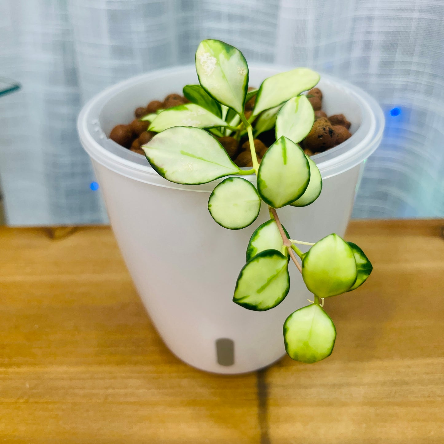Hoya Heuschkeliana Variegata, Pre-Planted