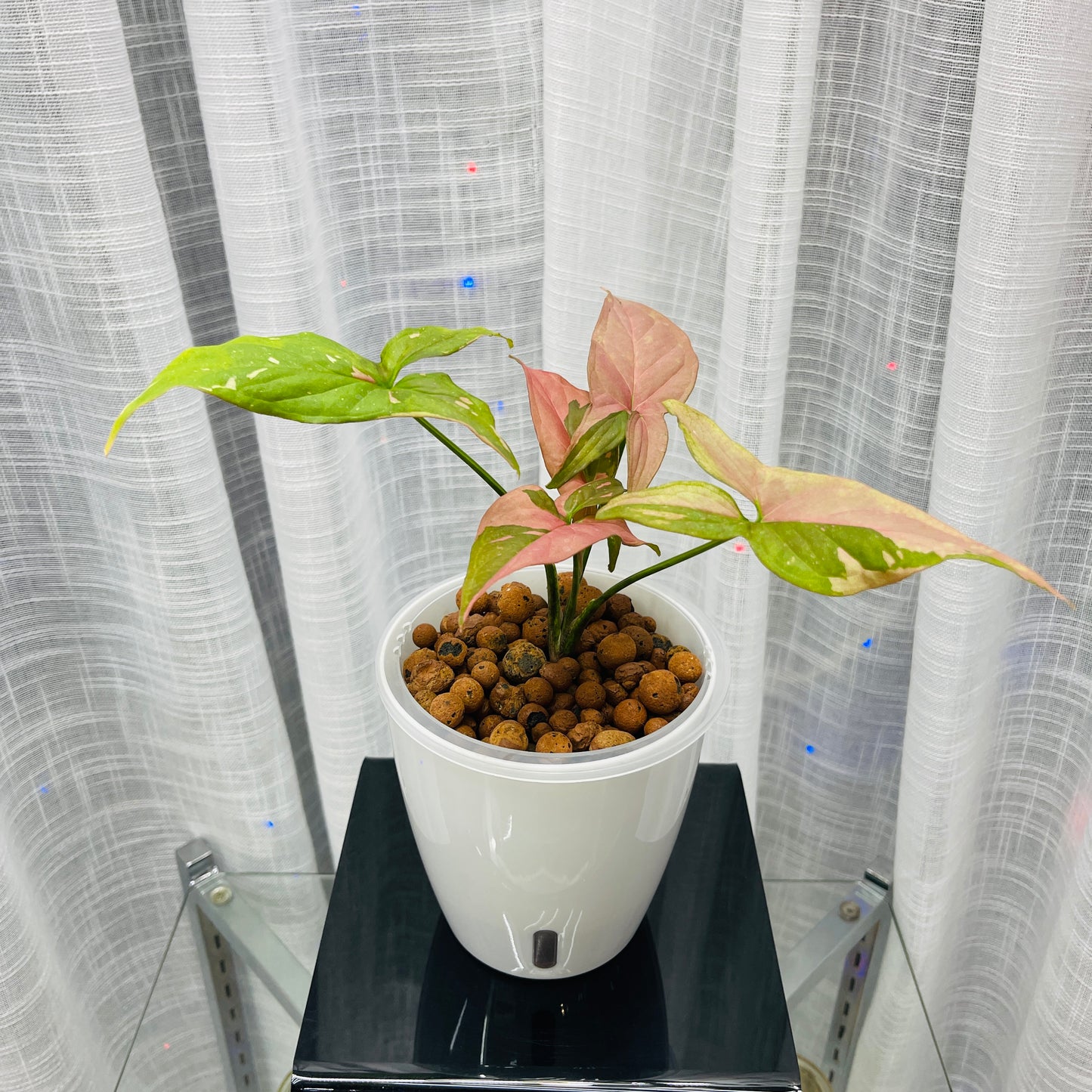 Syngonium Pink Splash Arrowhead, Pre-Planted