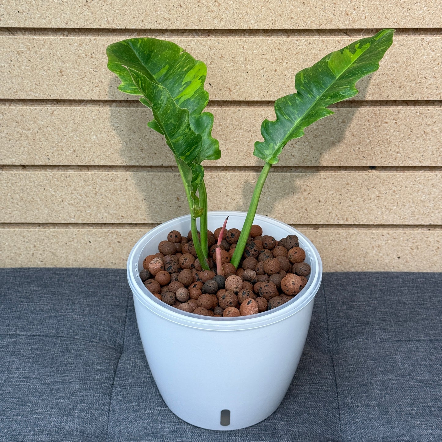 Philodendron Ring of Fire 7 Inch, Pre-Planted