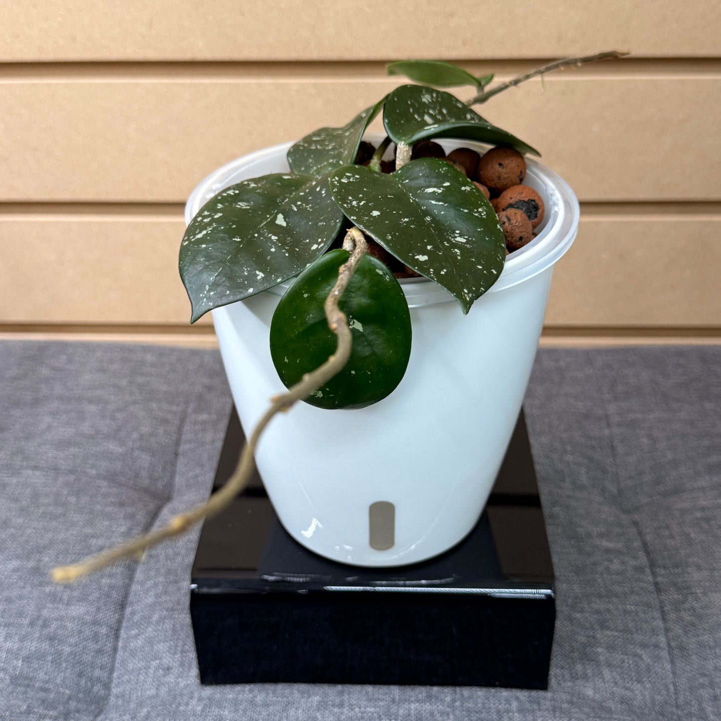 Hoya Carnosa Freckles Splash, Pre-Planted